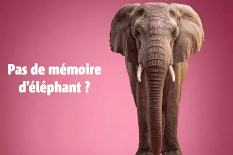 Un éléphant sur un fond rose, avec à côté le texte : Pas de mémoire d'éléphant ?